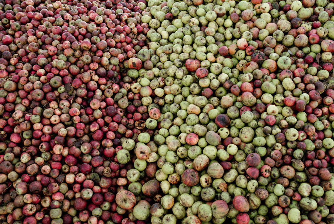 Pommes après récolte domaine Dupont
